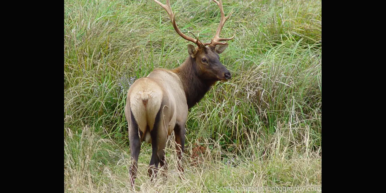 Elk, Redwoods NP