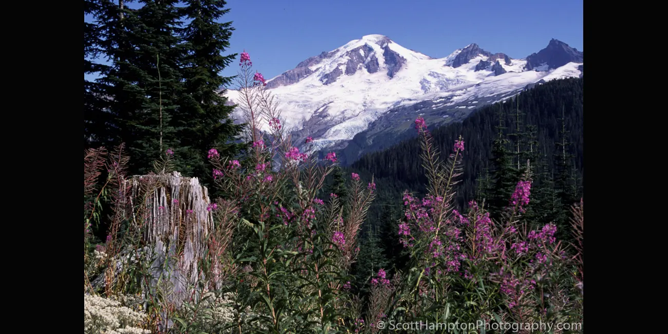 Purple Wildflowers with Mt. Baker in the Background